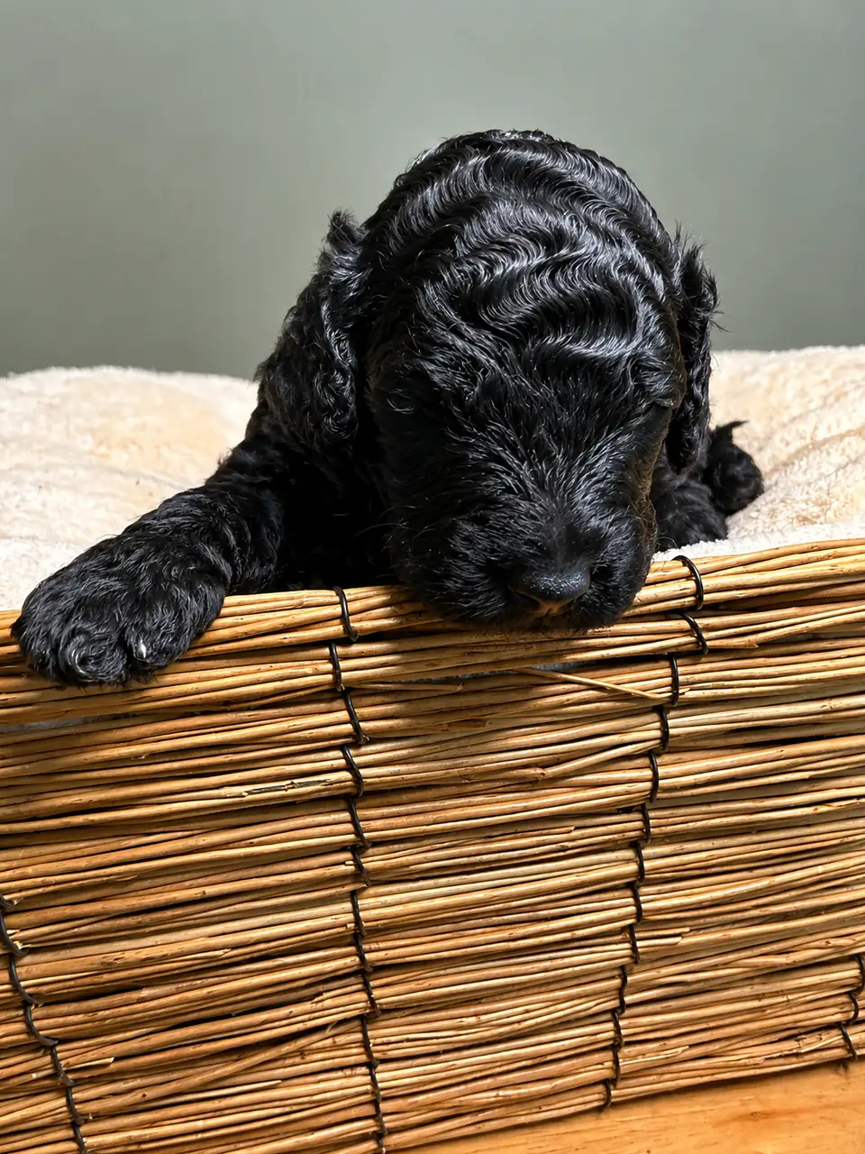 Madison, an F1BB Mini Goldendoodle puppy