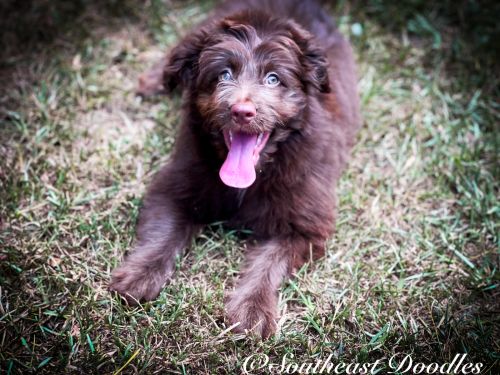 Lullaby The Female F1B Mini Aussiedoodle