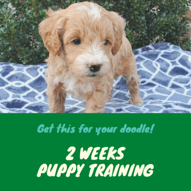 Doodle Training - Two Weeks