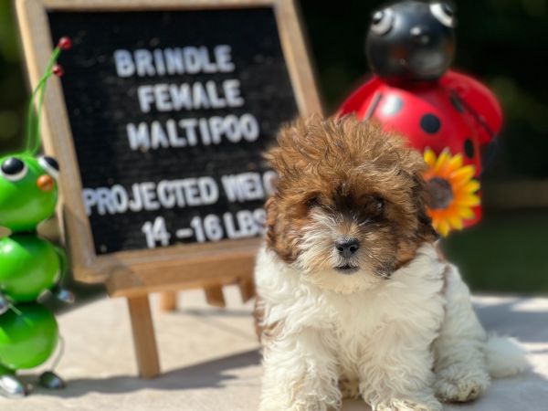 Brindle The Female F1B Maltipoo DOB 03/27/23 Projected Weight 14 to 16 lbs 