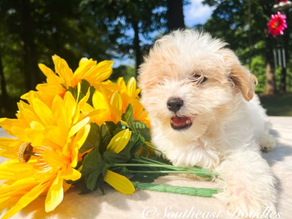 Marley The Female F1B Maltipoo DOB 03/27/23 Projected Weight 14 to 16 lbs 