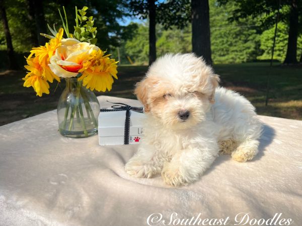 Sway The Male F1B Maltipoo DOB 03/27/23 Projected Weight 14 to 16 lbs 