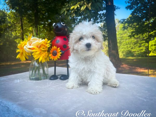 Checkmate The Male F1B Maltipoo DOB 03/27/23 Projected Weight 14 to 16 lbs 