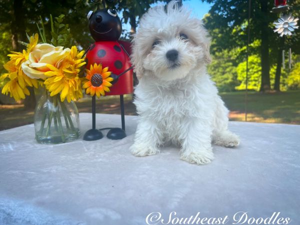 Checkmate The Male F1B Maltipoo DOB 03/27/23 Projected Weight 14 to 16 lbs 