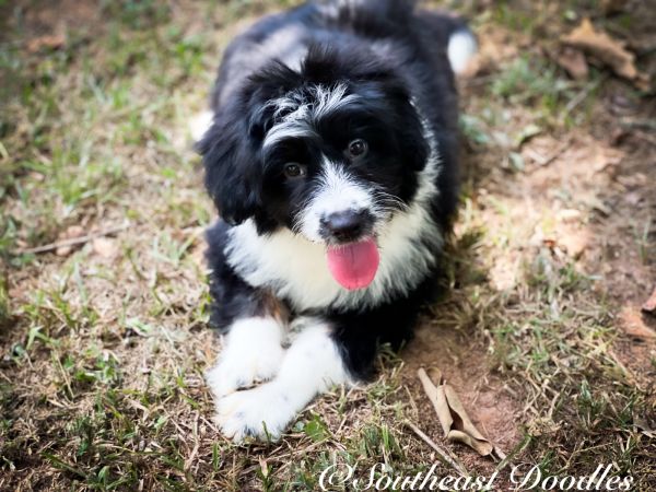 Lullaby The Female F1B Mini Aussiedoodle DOB 05/07/23 Projected Weight 15 to 25 lbs 