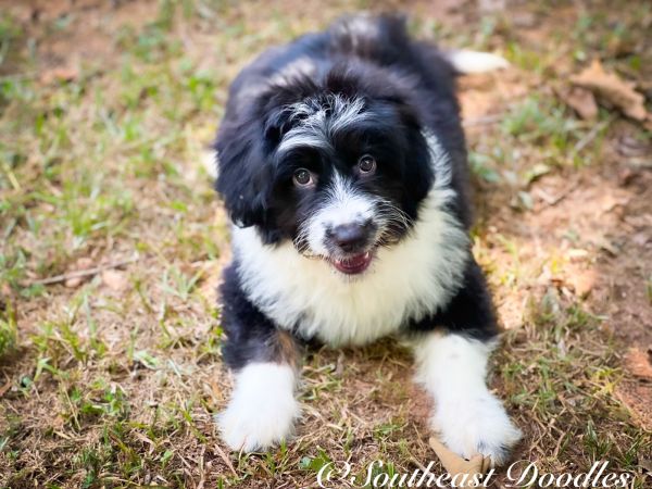 Icelynn The Female F1B Mini Aussiedoodle DOB 05/07/23 Projected Weight 22 to 25 lbs