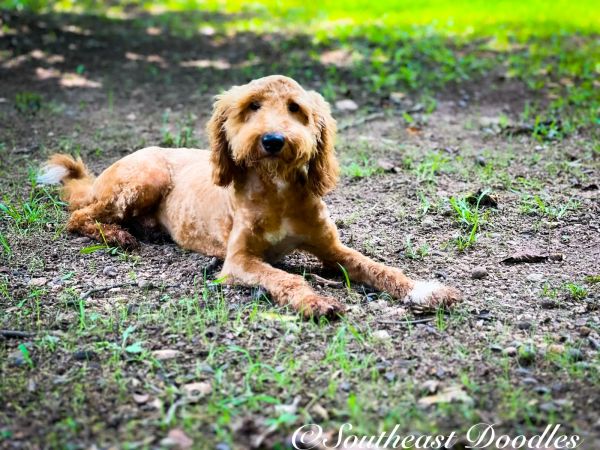 Townsend The Male Multi Gen Mini Goldendoodle DOB 01/29/23 Projected Weight 20 to 25 