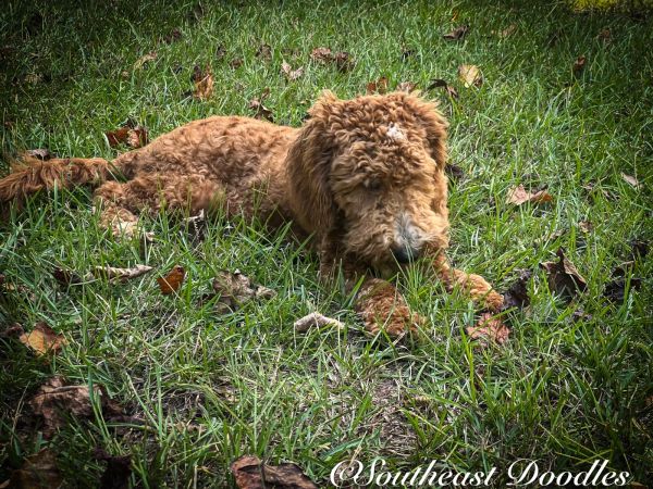Sincere The Female  Mini F1B Goldendoodle DOB 02/23/23 Projected Weight 25 