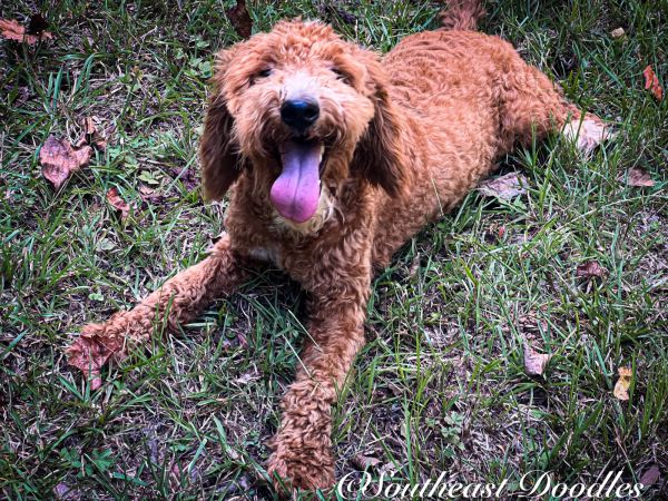 Sincere The Female  Mini F1B Goldendoodle DOB 02/23/23 Projected Weight 25 