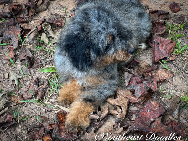 Edison Male Mini Bernedoodle F1B DOB 06/29/23 Projected Weight 25 to 30 lbs