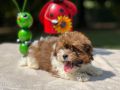 Brindle The Female F1B Maltipoo DOB 03/27/23 Projected Weight 14 to 16 lbs 