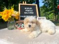 Marley The Female F1B Maltipoo DOB 03/27/23 Projected Weight 14 to 16 lbs 