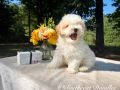 Sway The Male F1B Maltipoo DOB 03/27/23 Projected Weight 14 to 16 lbs 