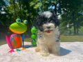Boone The Male F1B Maltipoo DOB 03/27/23 Projected Weight 14 to 16 lbs 