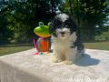 Boone The Male F1B Maltipoo DOB 03/27/23 Projected Weight 14 to 16 lbs 