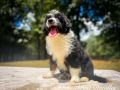 Icelynn The Female F1B Mini Aussiedoodle DOB 05/07/23 Projected Weight 22 to 25 lbs