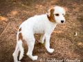 Pearl The Female Cavapoo F1B DOB 03/02/23 Projected Weight 18 to 20 lbs 