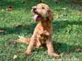 Premier The Male Multi Gen Mini Goldendoodle DOB 02/03/23 Projected Weight 15 to 20 lbs 