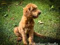 Premier The Male Multi Gen Mini Goldendoodle DOB 02/03/23 Projected Weight 15 to 20 lbs 