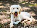 Bam The Male Mini Goldendoodle F1B DOB 02/24/23 Projected Weight 25 to 35 lbs 