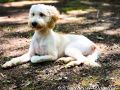 Bam The Male Mini Goldendoodle F1B DOB 02/24/23 Projected Weight 25 to 35 lbs 