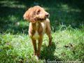 Townsend The Male Multi Gen Mini Goldendoodle DOB 01/29/23 Projected Weight 20 to 25 