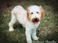 Kahlua The Female Mini F1B Goldendoodle DOB 02/24/23 Projected Weight 20 to 25 lbs 