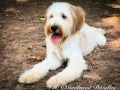 Kahlua The Female Mini F1B Goldendoodle DOB 02/24/23 Projected Weight 20 to 25 lbs 
