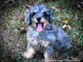 Peggy Female Mini Bernedoodle F1B DOB 06/29/23 Projected Weight 20 to 25 lbs 