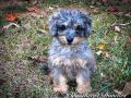 Peggy Female Mini Bernedoodle F1B DOB 06/29/23 Projected Weight 20 to 25 lbs 