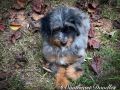 Edison Male Mini Bernedoodle F1B DOB 06/29/23 Projected Weight 25 to 30 lbs