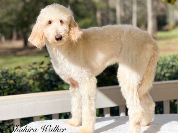 Discover the Ultimate Companion: Why Aussie Doodles are the Perfect Family Pet