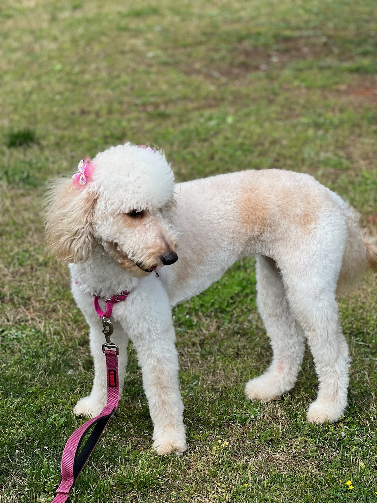 10 Reasons Why Mini Goldendoodles Make the Perfect Family Pet